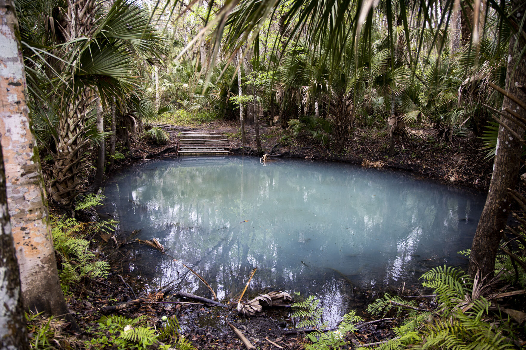 Question Pond is a spring that can sometimes appear cloudy, seen along the Osprey Trail at Spring Hammock Preserve in Seminole County on Wednesday, Feb. 10, 2021.
